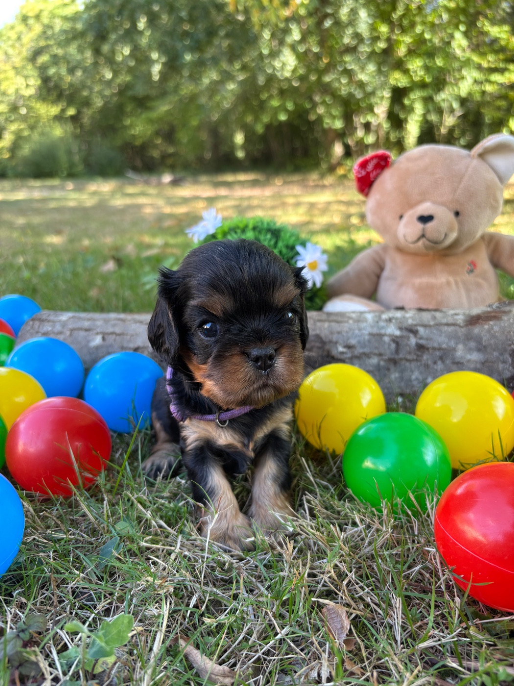 Des Grands Reves Du Sud - Chiots disponibles - Cavalier King Charles Spaniel
