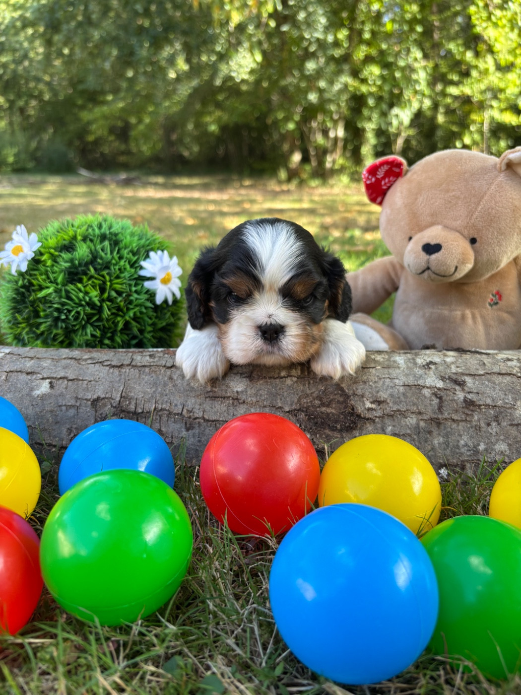 Des Grands Reves Du Sud - Chiots disponibles - Cavalier King Charles Spaniel