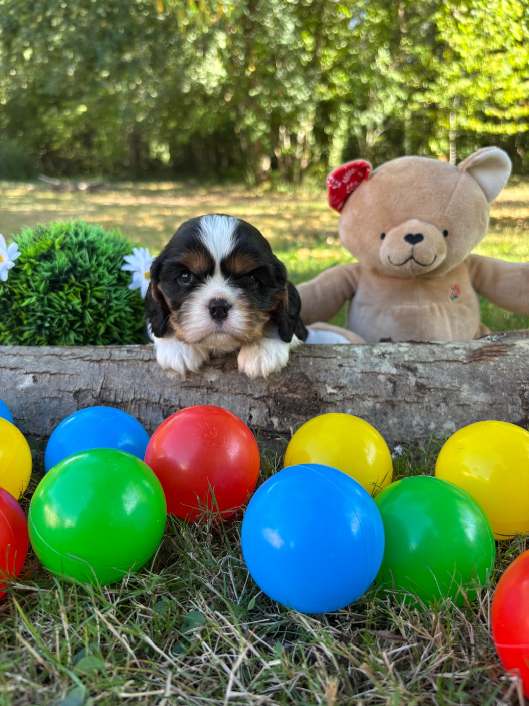 Des Grands Reves Du Sud - Chiots disponibles - Cavalier King Charles Spaniel