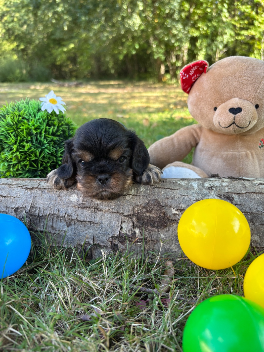 Des Grands Reves Du Sud - Chiots disponibles - Cavalier King Charles Spaniel