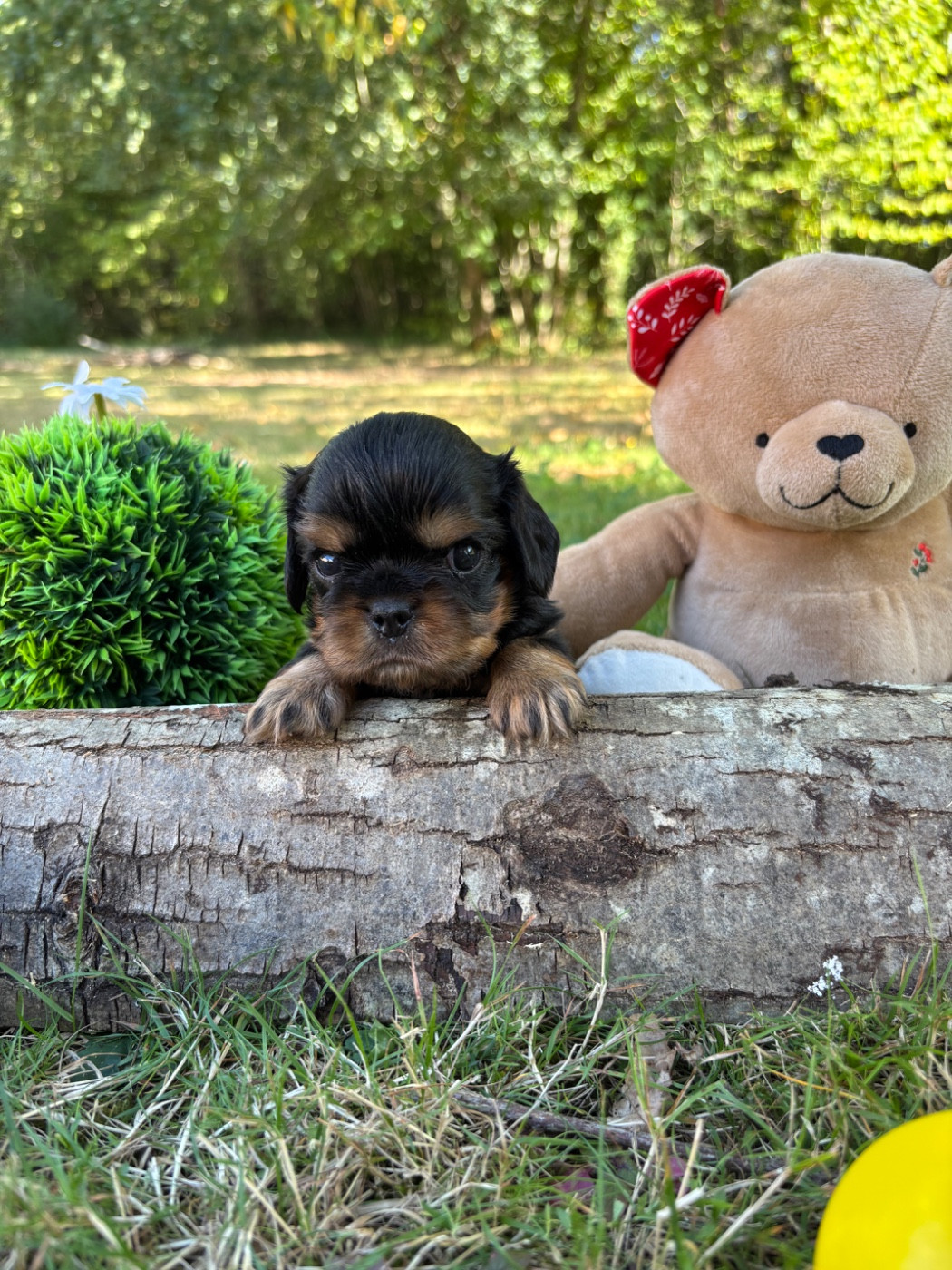 Des Grands Reves Du Sud - Chiots disponibles - Cavalier King Charles Spaniel