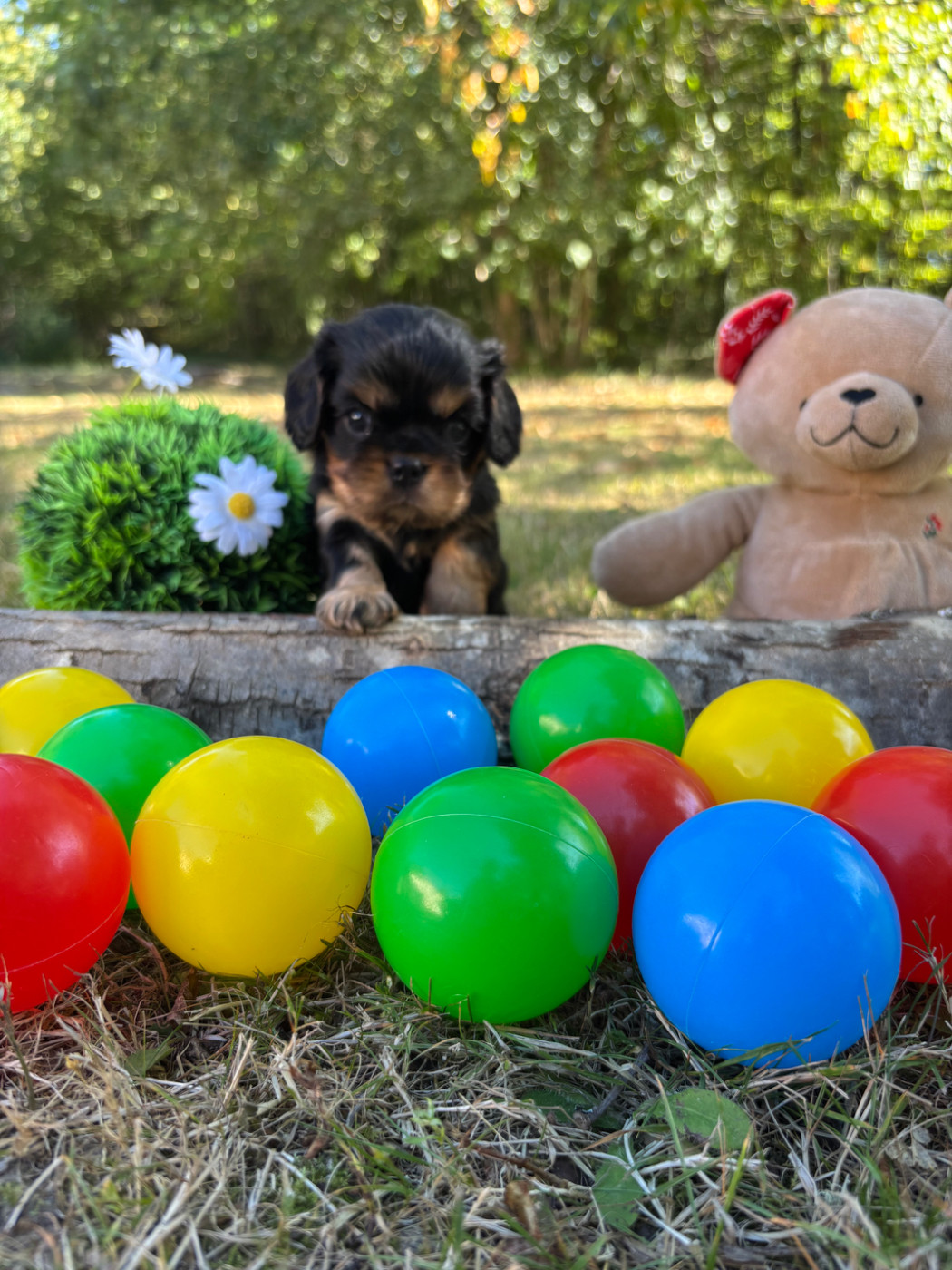 Des Grands Reves Du Sud - Chiots disponibles - Cavalier King Charles Spaniel