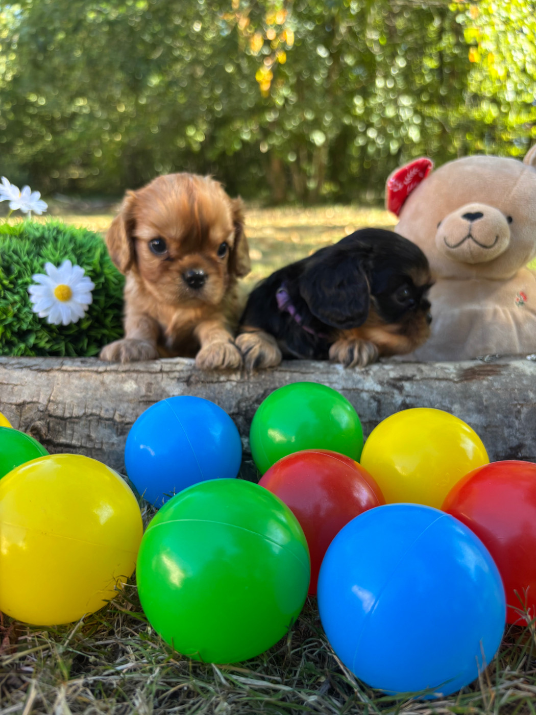 Des Grands Reves Du Sud - Chiots disponibles - Cavalier King Charles Spaniel