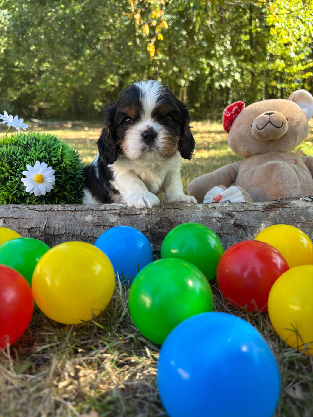 Des Grands Reves Du Sud - Chiots disponibles - Cavalier King Charles Spaniel