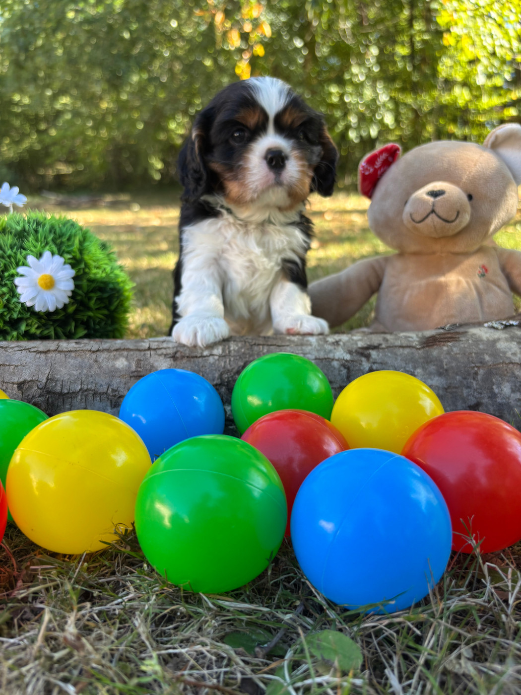 Des Grands Reves Du Sud - Chiots disponibles - Cavalier King Charles Spaniel