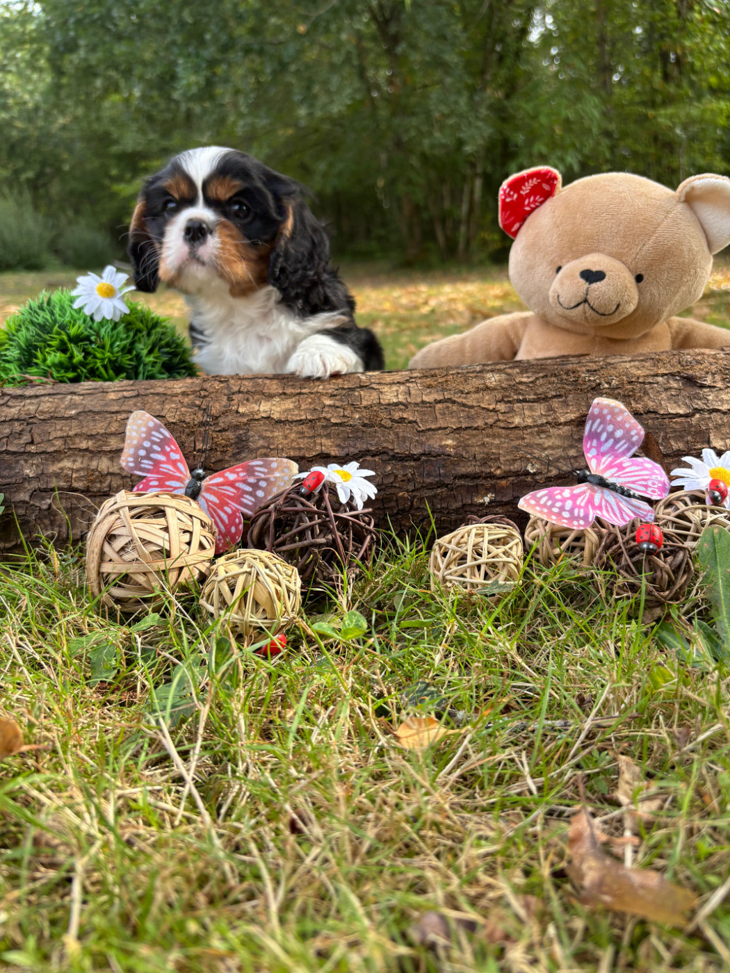 Des Grands Reves Du Sud - Chiots disponibles - Cavalier King Charles Spaniel