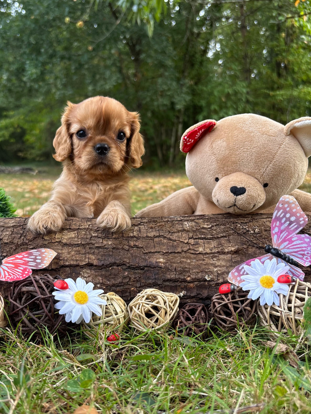 Des Grands Reves Du Sud - Chiots disponibles - Cavalier King Charles Spaniel