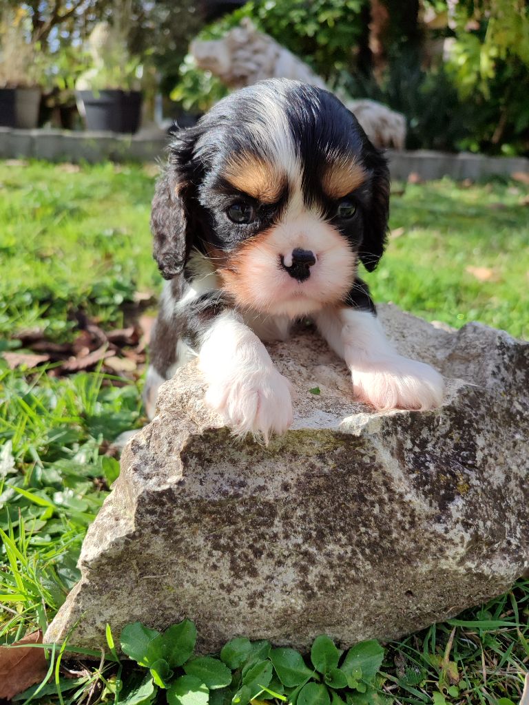 Des Grands Reves Du Sud - Cavalier King Charles Spaniel - Portée née le 10/10/2025