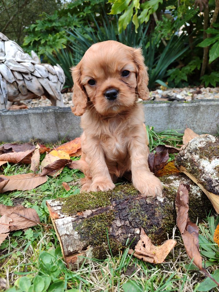 Des Grands Reves Du Sud - Chiots disponibles - Cavalier King Charles Spaniel