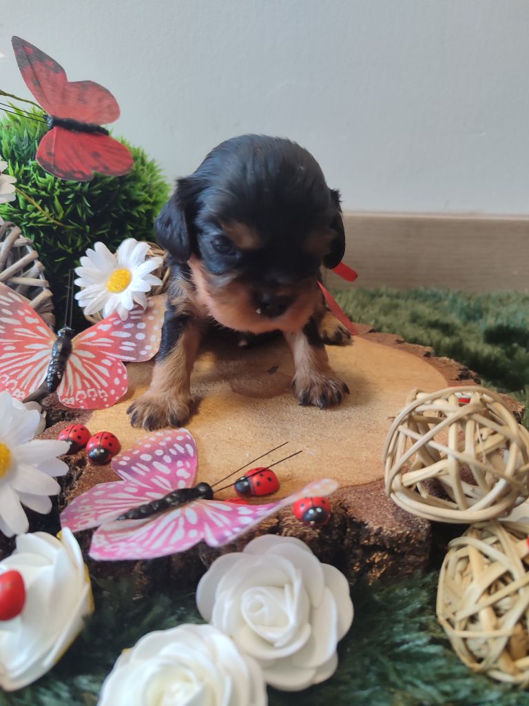 Des Grands Reves Du Sud - Chiots disponibles - Cavalier King Charles Spaniel