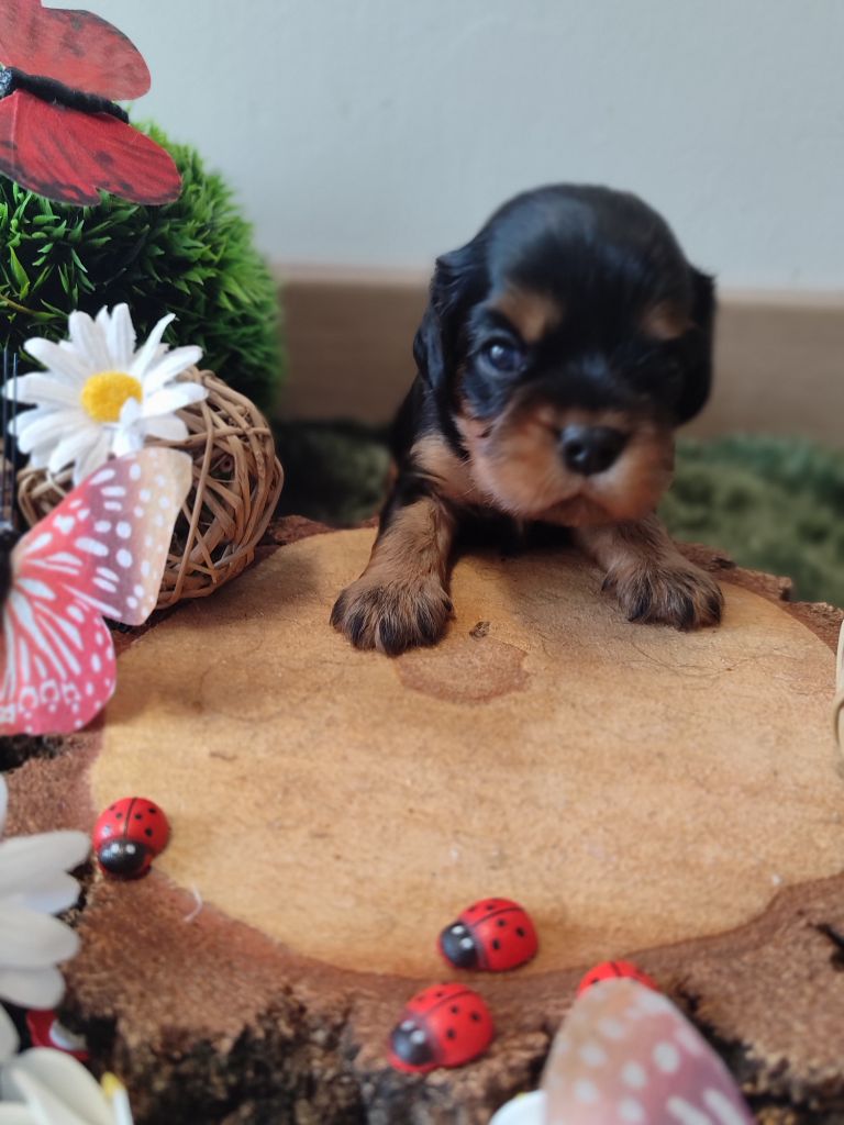 Des Grands Reves Du Sud - Chiots disponibles - Cavalier King Charles Spaniel