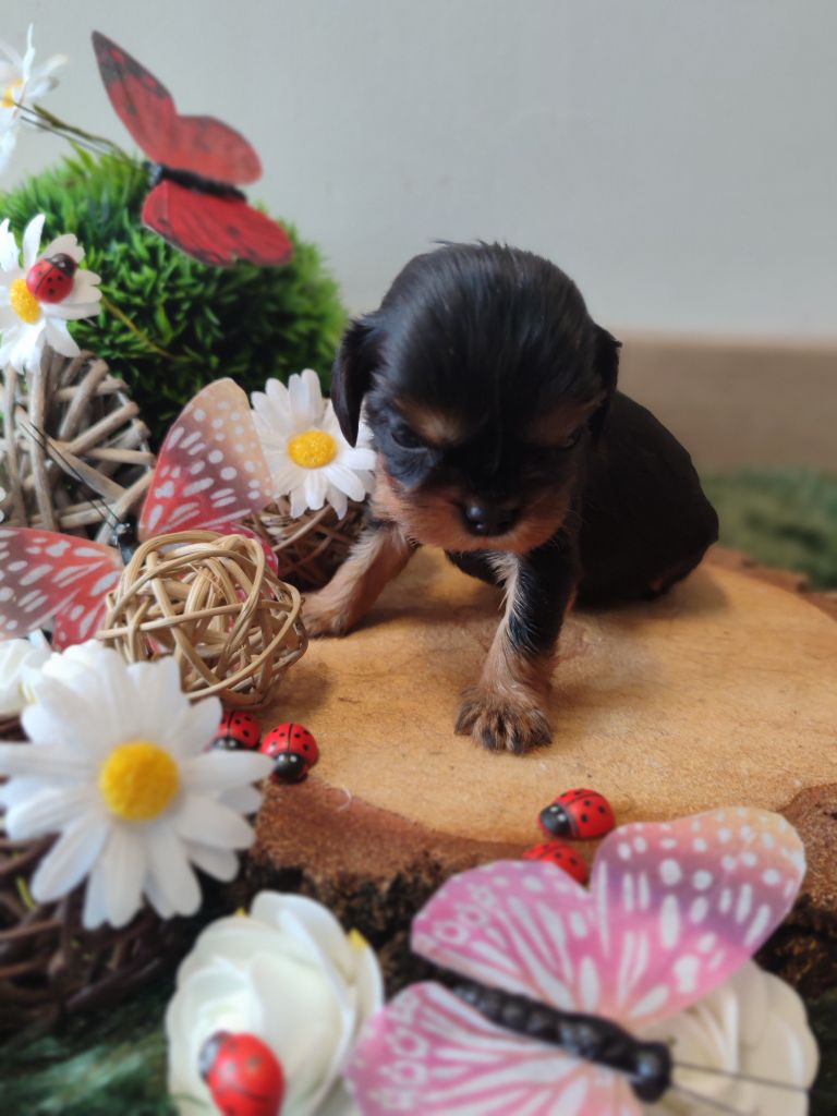 Des Grands Reves Du Sud - Chiots disponibles - Cavalier King Charles Spaniel