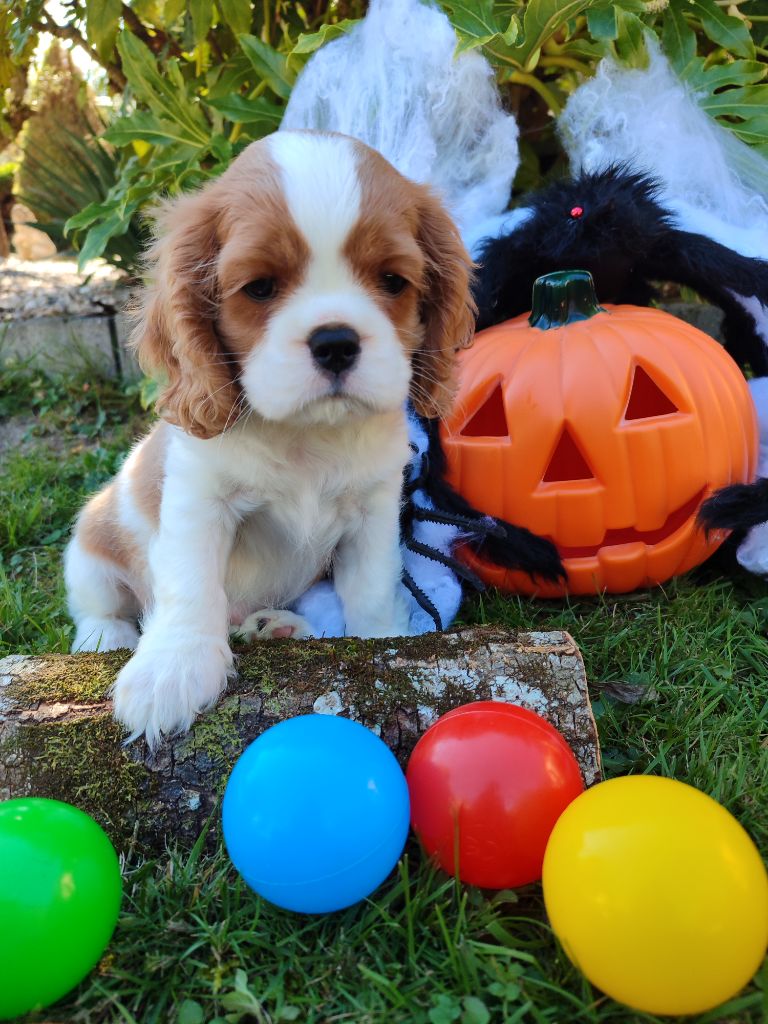 Des Grands Reves Du Sud - Cavalier King Charles Spaniel - Portée née le 13/08/2025