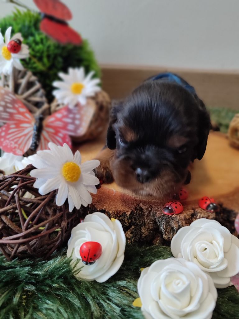 Des Grands Reves Du Sud - Chiots disponibles - Cavalier King Charles Spaniel