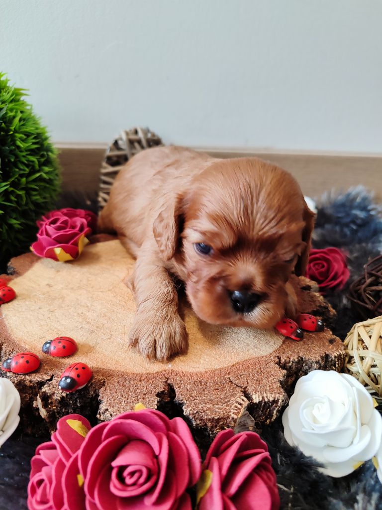 Chiot Cavalier King Charles Spaniel Des Grands Reves Du Sud