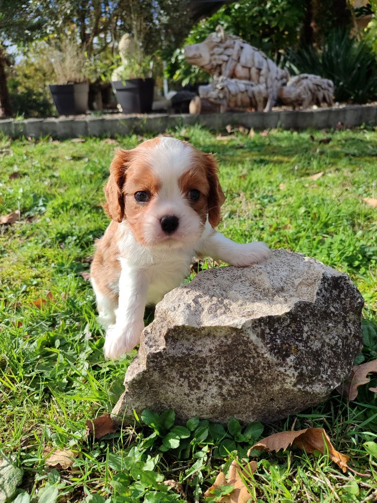 Des Grands Reves Du Sud - Chiots disponibles - Cavalier King Charles Spaniel