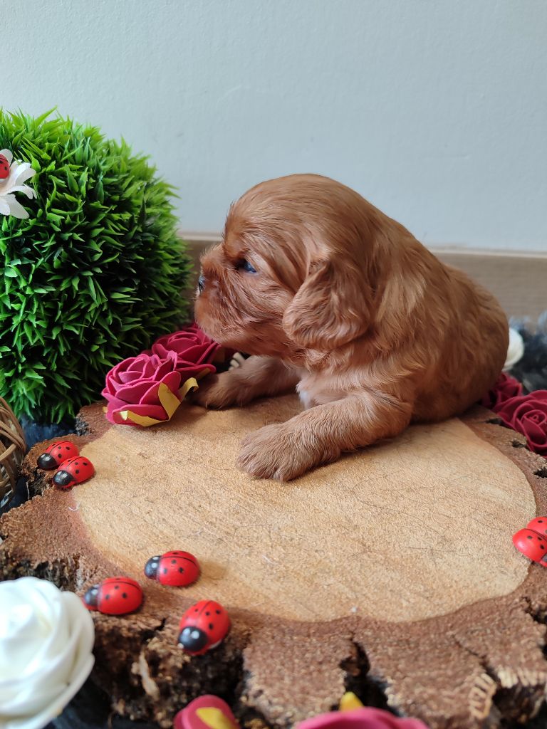 Des Grands Reves Du Sud - Chiots disponibles - Cavalier King Charles Spaniel