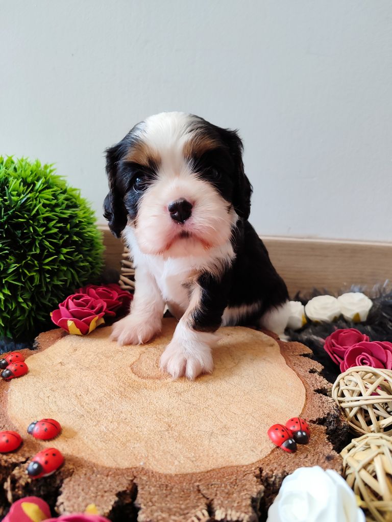 Des Grands Reves Du Sud - Chiots disponibles - Cavalier King Charles Spaniel