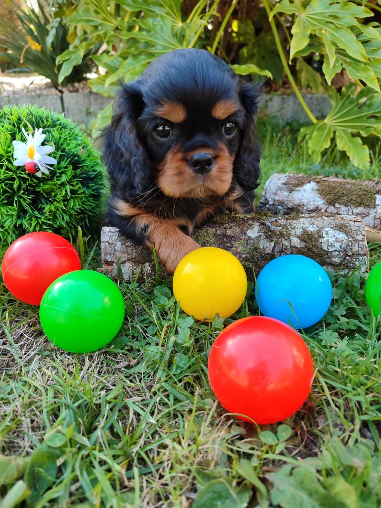 Des Grands Reves Du Sud - Cavalier King Charles Spaniel - Portée née le 26/08/2025