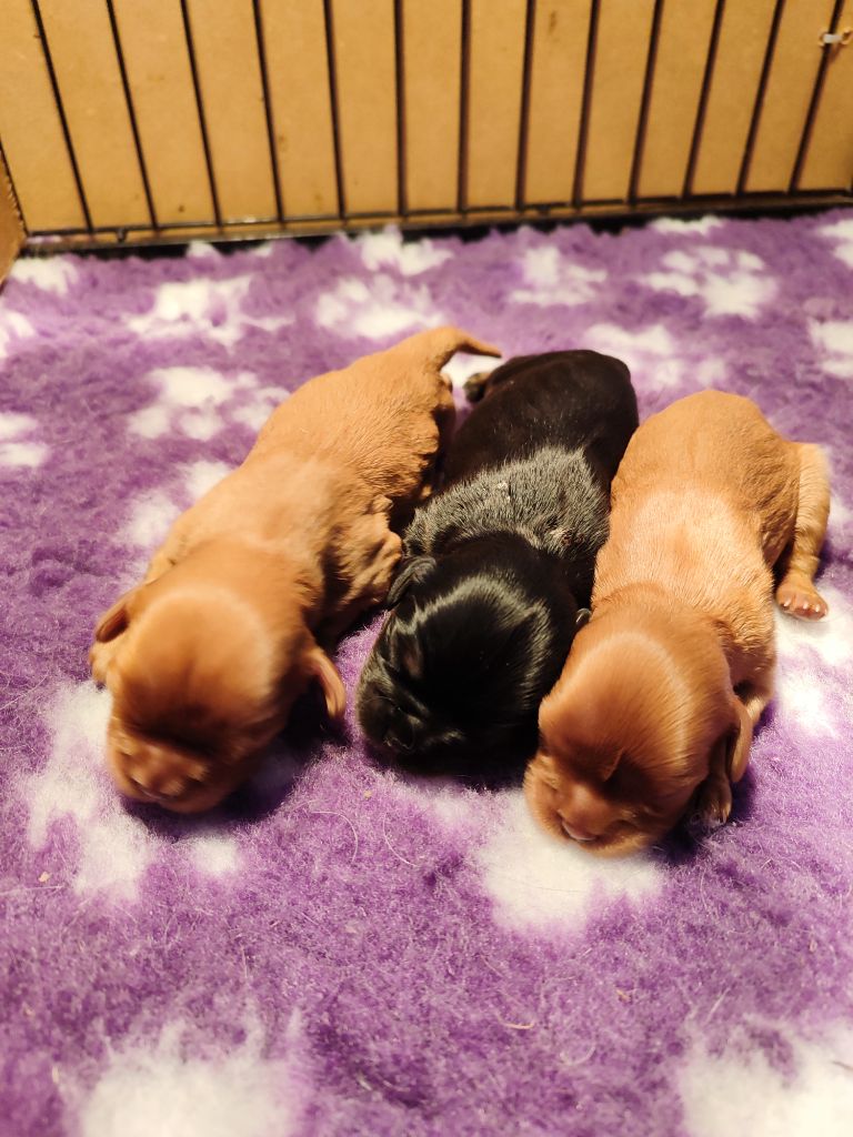 Chiot Cavalier King Charles Spaniel Des Grands Reves Du Sud