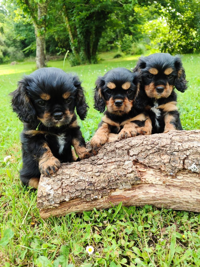 Des Grands Reves Du Sud - Cavalier King Charles Spaniel - Portée née le 09/04/2025