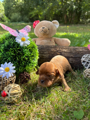 Chiot N°2