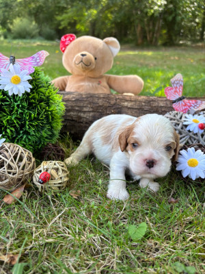 Chiot N°1