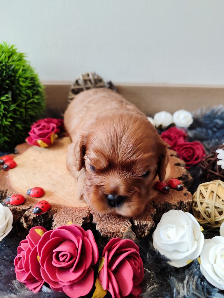 Des Grands Reves Du Sud - Chiots disponibles - Cavalier King Charles Spaniel
