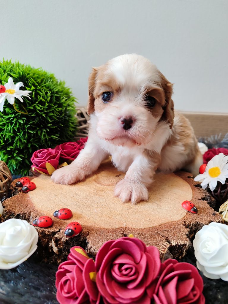 Des Grands Reves Du Sud - Chiots disponibles - Cavalier King Charles Spaniel