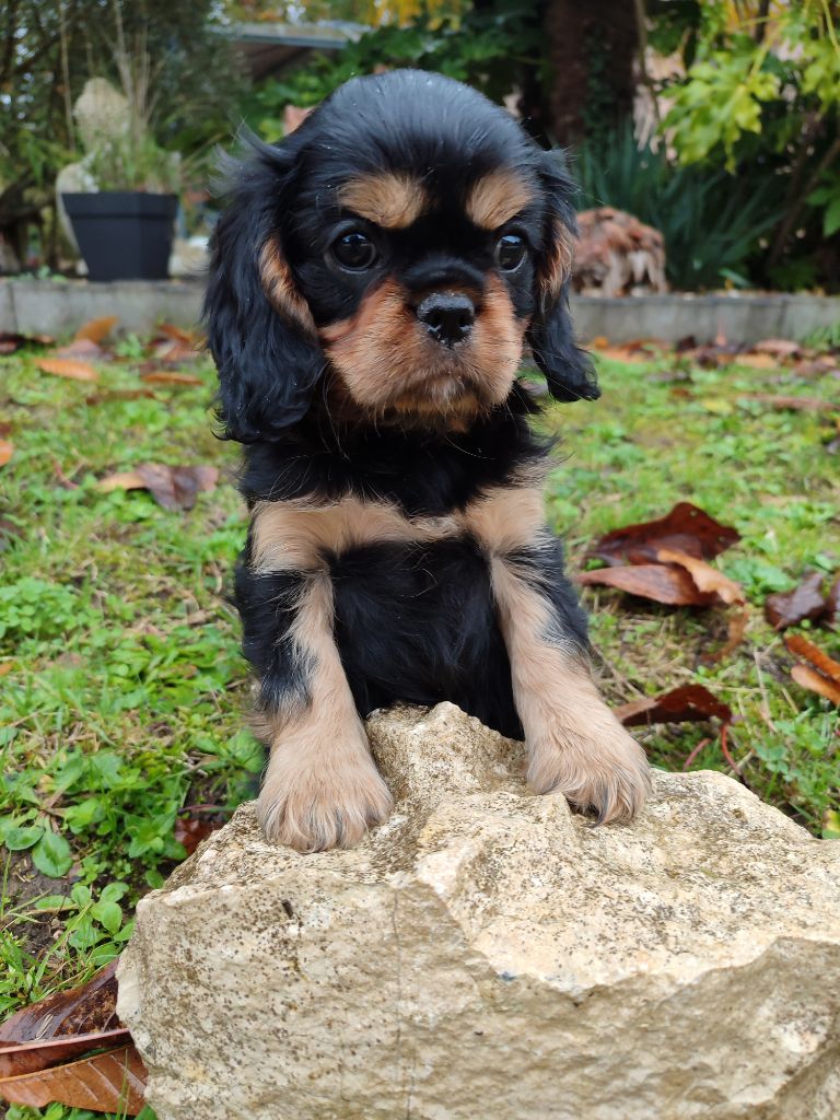 Des Grands Reves Du Sud - Chiots disponibles - Cavalier King Charles Spaniel