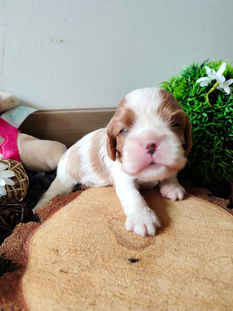 Des Grands Reves Du Sud - Chiots disponibles - Cavalier King Charles Spaniel