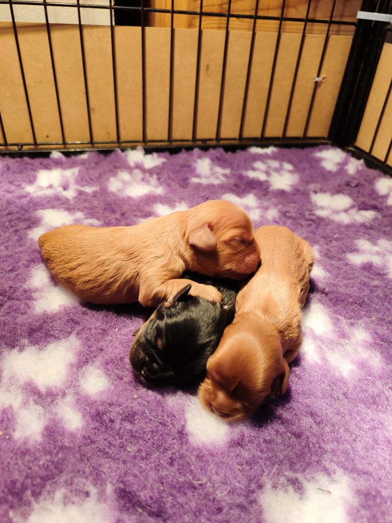 Des Grands Reves Du Sud - Chiots disponibles - Cavalier King Charles Spaniel