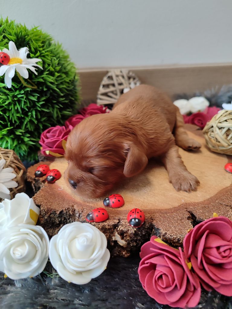 Des Grands Reves Du Sud - Chiots disponibles - Cavalier King Charles Spaniel