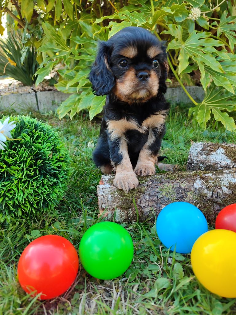 Des Grands Reves Du Sud - Cavalier King Charles Spaniel - Portée née le 02/09/2025