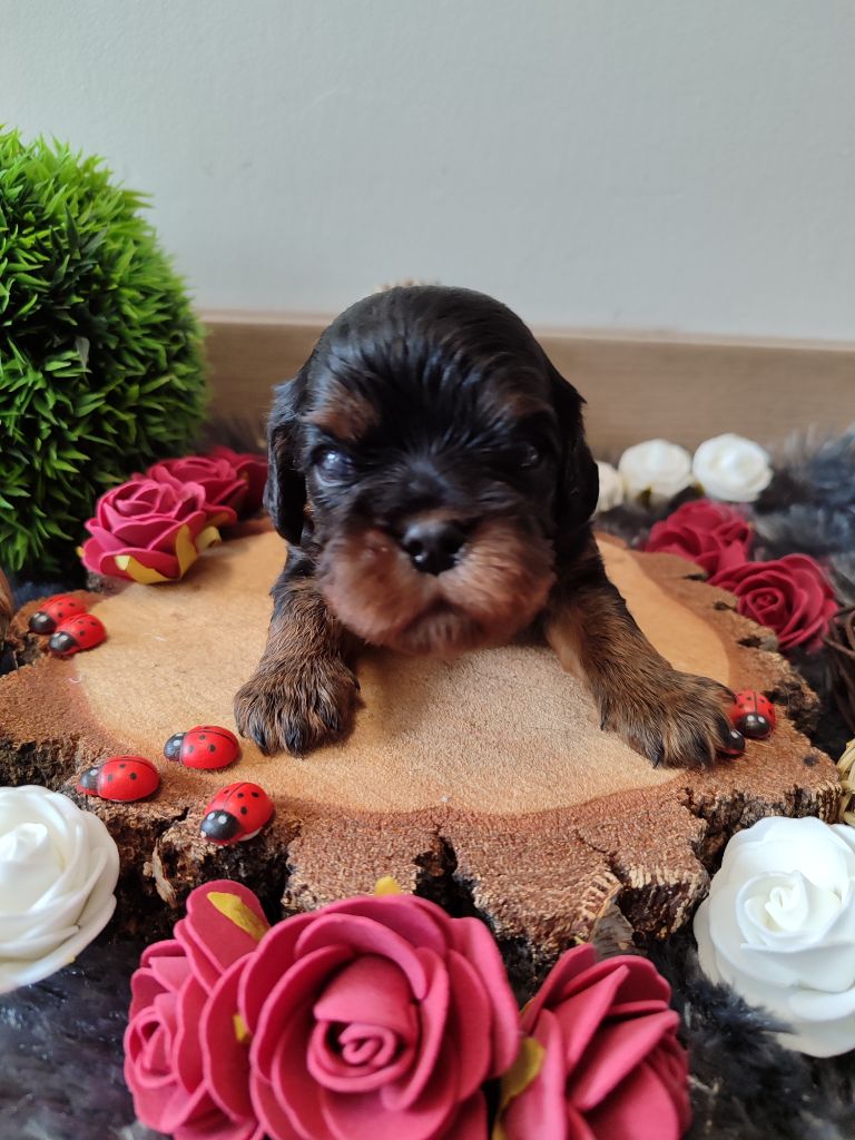 Des Grands Reves Du Sud - Chiots disponibles - Cavalier King Charles Spaniel