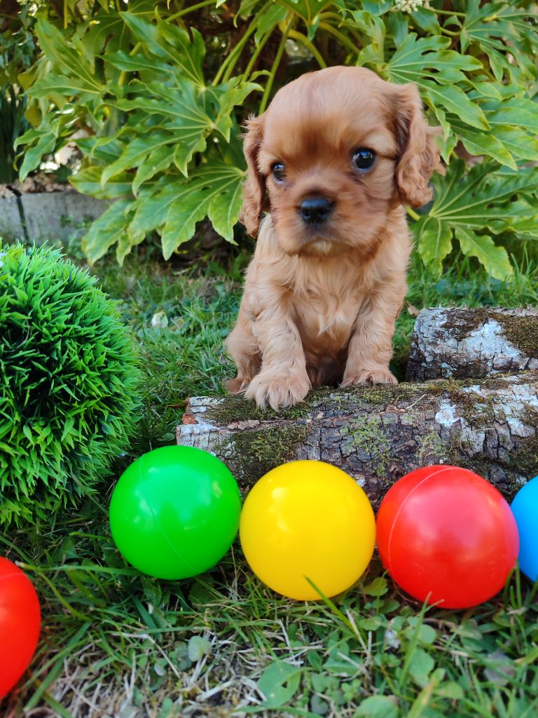 Des Grands Reves Du Sud - Cavalier King Charles Spaniel - Portée née le 08/09/2025