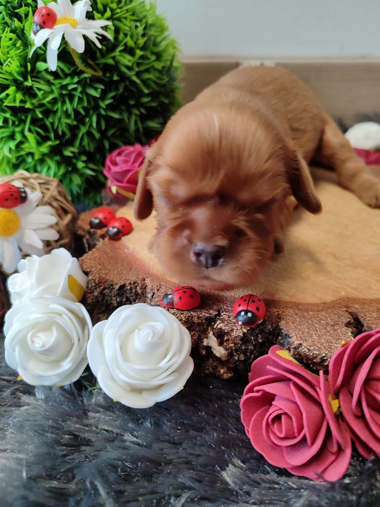 Des Grands Reves Du Sud - Chiots disponibles - Cavalier King Charles Spaniel