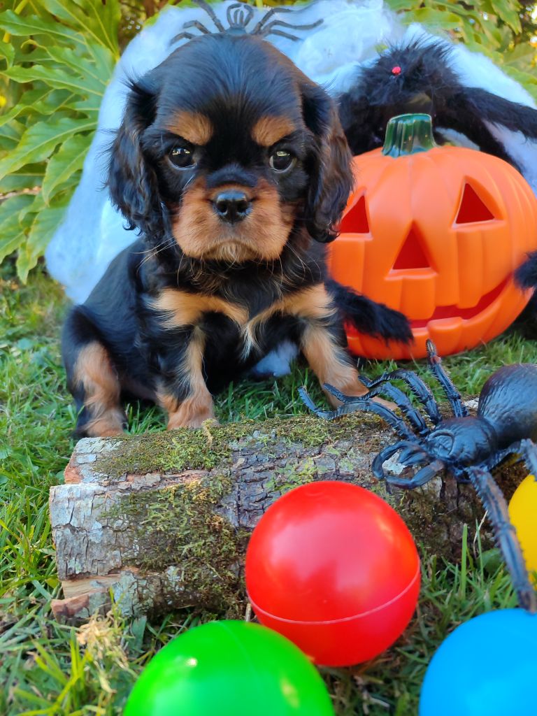 Des Grands Reves Du Sud - Chiots disponibles - Cavalier King Charles Spaniel