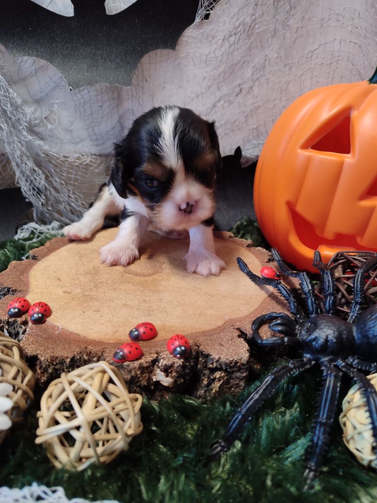 Des Grands Reves Du Sud - Chiots disponibles - Cavalier King Charles Spaniel